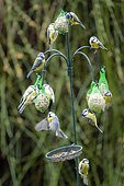 Blue tits (Cyanistes caeruleus) at the feeder in winter, Moselle, France