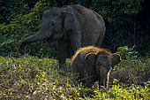 Sumatran elephant (Elephas maximus sumatranus), female and calf, Barumun, South Tapanuli, Sumatra