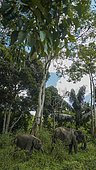 Sumatran elephant (Elephas maximus sumatranus), female and calf, Barumun, South Tapanuli, Sumatra