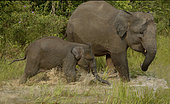 Sumatran elephant (Elephas maximus sumatranus), female and calf, Way Kambas, Sumatra
