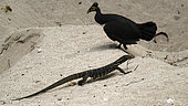 Monitor lizard (Varanus sp) on Maleo (Macrocephalon maleo) nesting site, looking fo eggs, Central Sulawesi