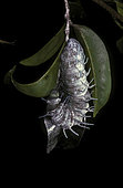 Atlas moth (Attacus atlas) caterpillar making it's cocon, West Java