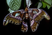 Atlas moth (Attacus atlas) getting out it's cocon, West Java