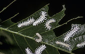 Atlas moth (Attacus atlas) caterpillars on a leaf, West Java