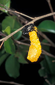 Hatching of Crow butterfly (Euploea core), Bogor, West Java