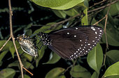 Hatching of Crow butterfly (Euploea core), Bogor, West Java