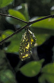 Shiny pupa of Crow butterfly (Euploea core), Bogor, West Java