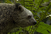 Javan Binturong (Arctitis binturong penicillatus), West Java