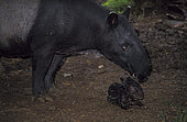 Malayan Tapir (Tapirus indicus) birth, Sumatra