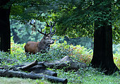 Red deer (Cervus elaphus) stag walking under an oak tree, England