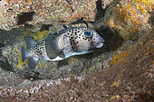 Spotfin burrfish (Chilommycterus reticulatus). Fish of the Canary Islands, El Hierro.