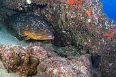 Canary fish. Dusky grouper (Epinephelus marginatus). Lanzarote, Canary Islands.