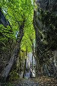 Chestnut trees in the Chambre du Roi (King's Chamber), dug in the Annot sandstone, Alpes de Haute Provence, France. Annot Sandstone (-34 to -30 Ma) the Annot Sandstone layers originate from massive arrivals of sands at the bottom of a sea by a process of submarine avalanches. Freezing and solifluction have since fractured and caused huge blocks to slide, creating narrow canyons populated by chestnut trees