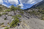 Slopes in marl and limestone, Dôme du Barrot, Alpes Maritimes, France. Collet Pointu, above Lieuche, Gorges du Cians