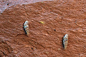 Snails (Solatopupa cianensis) on Permian pelites of the Gorges du Cians, Alpes Maritimes, France. Endemic species of the Gorges du Cians and Daluis, Dôme du Barrot