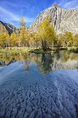 The Ubaye River at Plan de Parouart in autumn. Laurel willow in autumn foliage and mica-rich sediments, Maljasset Valley, Haute Ubaye, Alpes de Haute-Provence, France