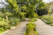 Rhubarbe géante (Gunnera manicata), Cyprès chauve (Taxodium distichum), Sauge des marais ( Salvia uliginosa), Ponton en teck, Jardin aquatique, Ecole du Breuil, Paris, France