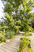 Rhubarbe géante (Gunnera manicata), Cyprès chauve (Taxodium distichum), Sauge des marais ( Salvia uliginosa), Ponton en teck, Jardin aquatique, Ecole du Breuil, Paris, France