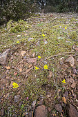 Early star-of-Bethlehem (Gagea bohemica), Luberon, France