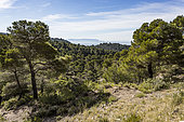 The Montagne Sainte Victoire seen from the southern pine forest of the Grand Luberon, France