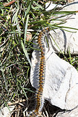 Pine processionary moth (Thaumetopoea pityocampa) caterpillar on ground, France