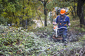 Clearing brush in the Luberon, France