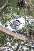 Coal Tit (Periparus ater) on pine tree, Montagne de Lure, France