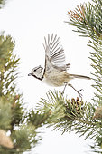 Crested Tit (Lophophanes cristatus) flying away, Montagne de Lure, France