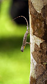 Flying Lizard (Draco volans) on trunk, North Sumatra