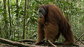 Sumatran Orangutan (Pongo abelii) male on ground, Gunung Leuser National Park, North Sumatra
