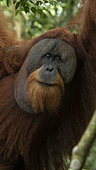 Sumatran Orangutan (Pongo abelii) male, Gunung Leuser National Park, North Sumatra