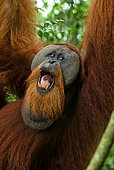 Sumatran Orangutan (Pongo abelii) male, Gunung Leuser National Park, North Sumatra