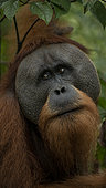 Sumatran Orangutan (Pongo abelii) male, Gunung Leuser National Park, North Sumatra