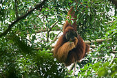 Sumatran Orangutan (Pongo abelii) male eating fruits in tree, Gunung Leuser National Park, North Sumatra