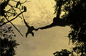 Sumatran Orangutan (Pongo abelii) Female and young crossing canopy, Gunung Leuser National Park, North Sumatra