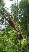 Sumatran Orangutan (Pongo abelii) Female and young, Gunung Leuser National Park, North Sumatra