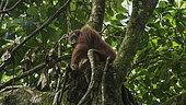 Sumatran Orangutan (Pongo abelii) female in tree, Gunung Leuser National Park, North Sumatra