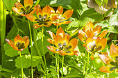 Botanical tulip (Tulipa hageri aucheriana) 'Little Princess'