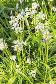 English Bluebells (Hyacinthoides non-scripta) 'Alba'
