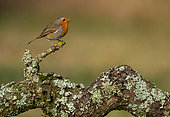 Robin (Erithacus rubecula) perched on a branch, England