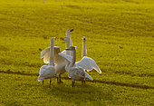 Whooper swan (Cygnus cygnus) group displaying, England