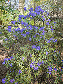 Blue rhododendron (Rhododendron augustinii)