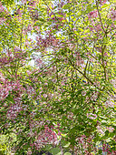Littleleaf Lilac (Syringa microphylla) 'Superba'