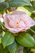 Japanese Camellia (Camellia japonica) 'Elsie Ruth Marshall' (USA) 1962