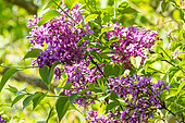 Nodding Lilac (Syringa komarowii subsp. reflexa)