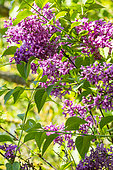 Nodding Lilac (Syringa komarowii subsp. reflexa)