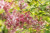 Littleleaf Lilac (Syringa microphylla) 'Superba'