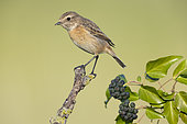 European Stonechat (Saxicola rubicola), individual perched on a branch, Campania, Italy