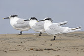 Sandwich Tern (Thalasseus sandvicensis), three adults in winter plumage standing on the sand, Campania, Italy