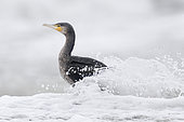 Continental Great Cormorant (Phalacrocorax carbo sinensis), side view of a juvenile emerging from a wave, Campania, Italy